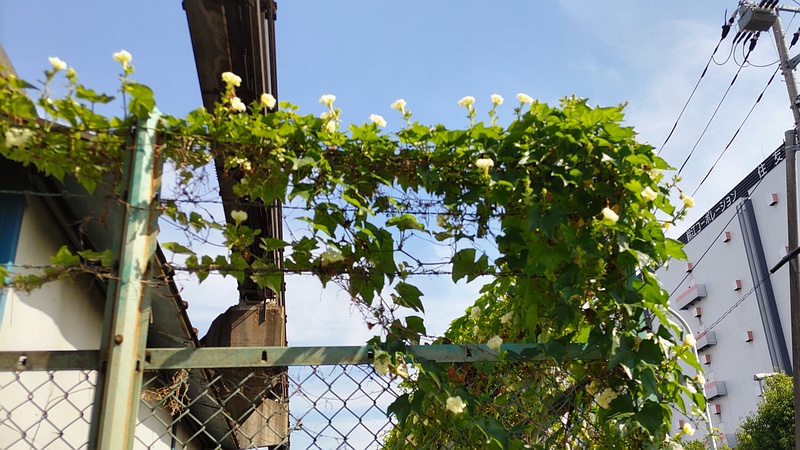 キカラスウリ 東京都大田区平和島