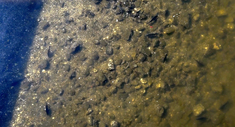京浜運河のクロダイ 東京都大田区大和大橋