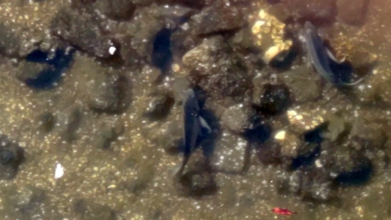 京浜運河のクロダイ 東京都大田区大和大橋