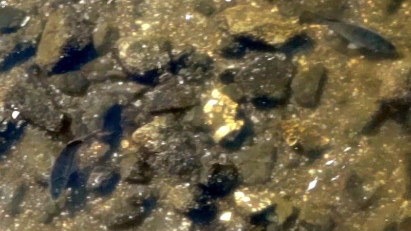 京浜運河のクロダイ 東京都大田区大和大橋