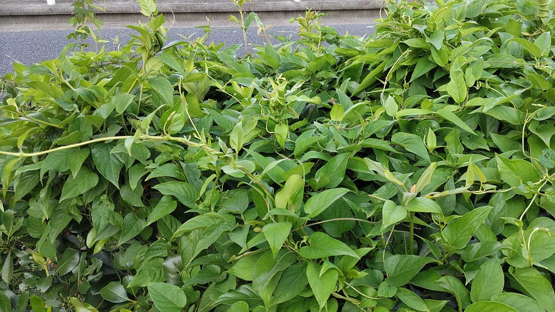 ヘクソカズラ 東京都大田区平和島公園
