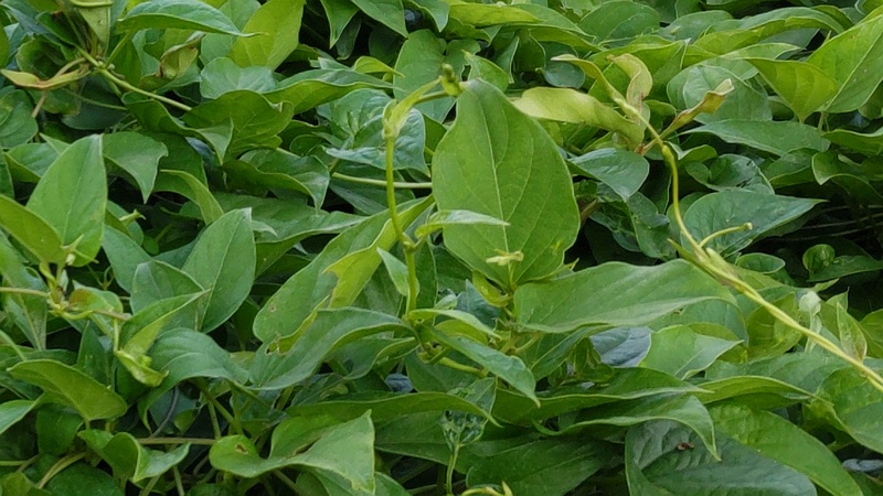 ヘクソカズラ 東京都大田区平和島公園