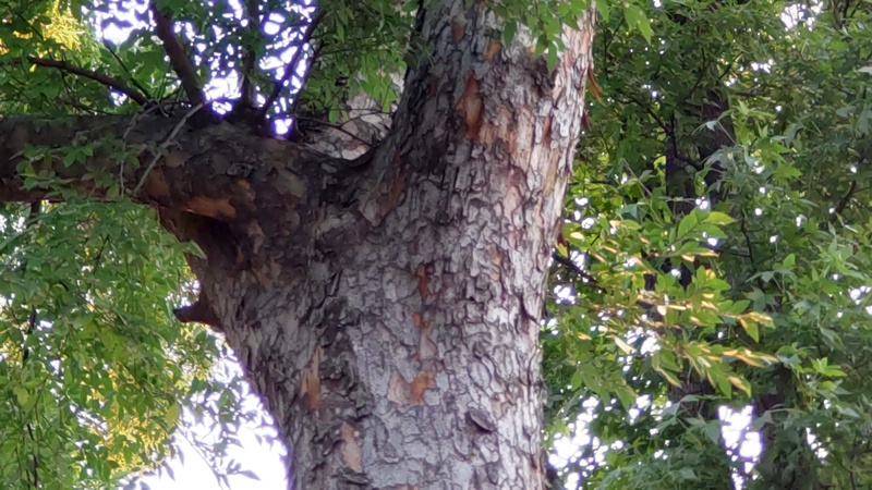 アキニレ 東京都大田区平和島公園