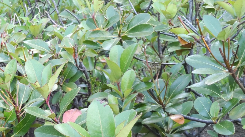 シャリンバイの果実 東京都大田区平和島公園