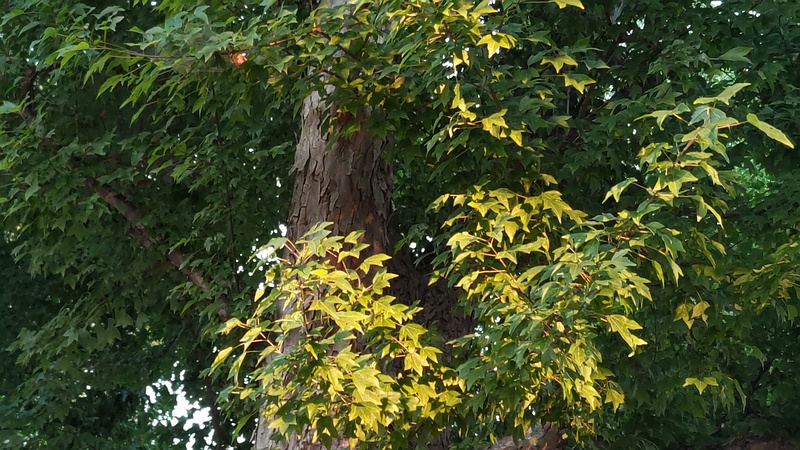 トウカエデ 東京都大田区平和島公園