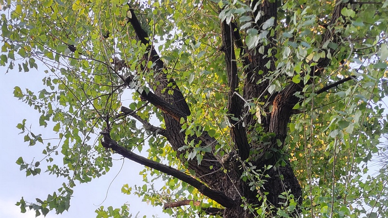 ポプラ 東京都大田区平和島公園