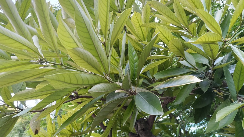 マテバシイ 東京都大田区平和島公園