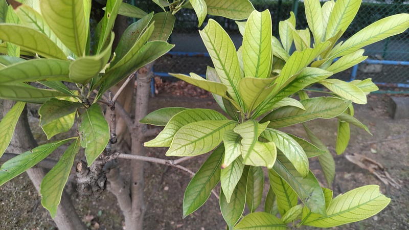 マテバシイ 東京都大田区平和島公園