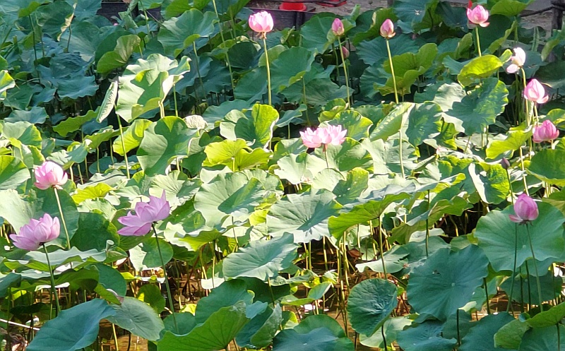 蓮池 東京都大田区平和の森公園