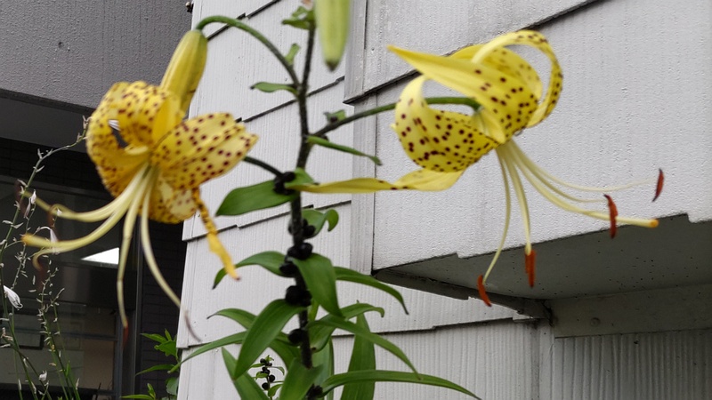 オウゴンオニユリ 横浜市旭区中希望が丘