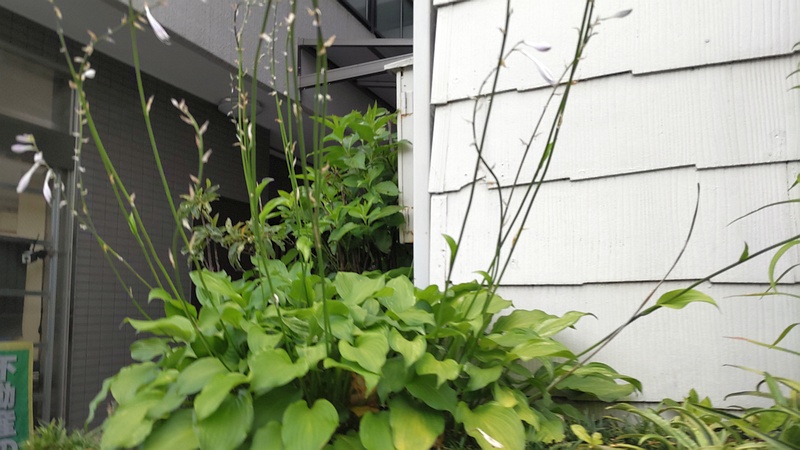 コバギボウシ 横浜市旭区中希望が丘