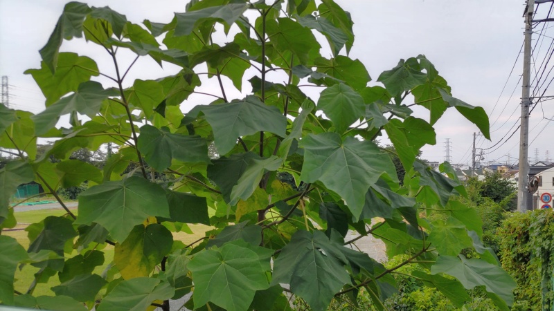 キリの幼木 横浜市旭区南希望が丘