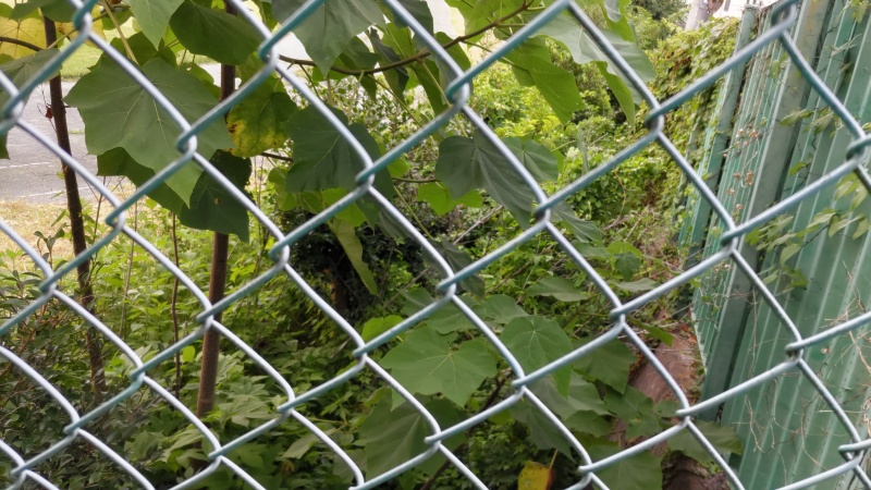 キリの幼木 横浜市旭区南希望が丘