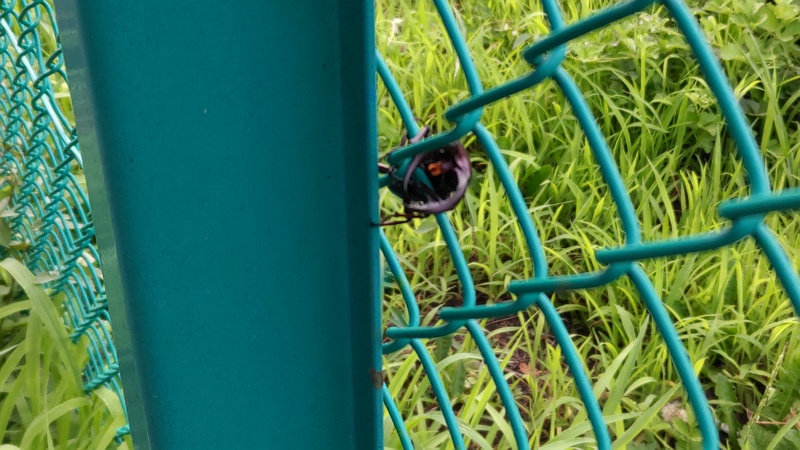 テニスコート裏のノコギリクワガタ 横浜市旭区南希望が丘