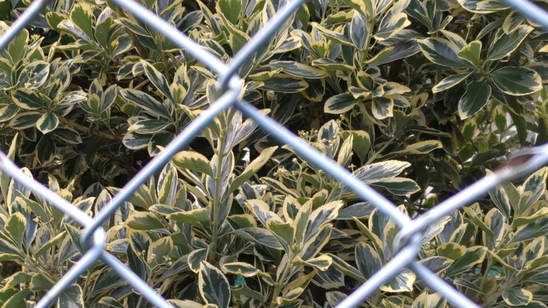 フイリマサキの蕾 横浜市旭区南希望が丘