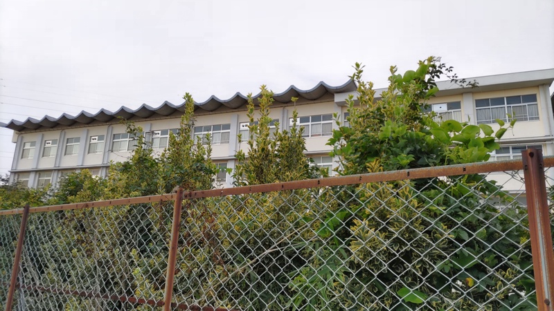 フイリマサキ 横浜市旭区南希望が丘