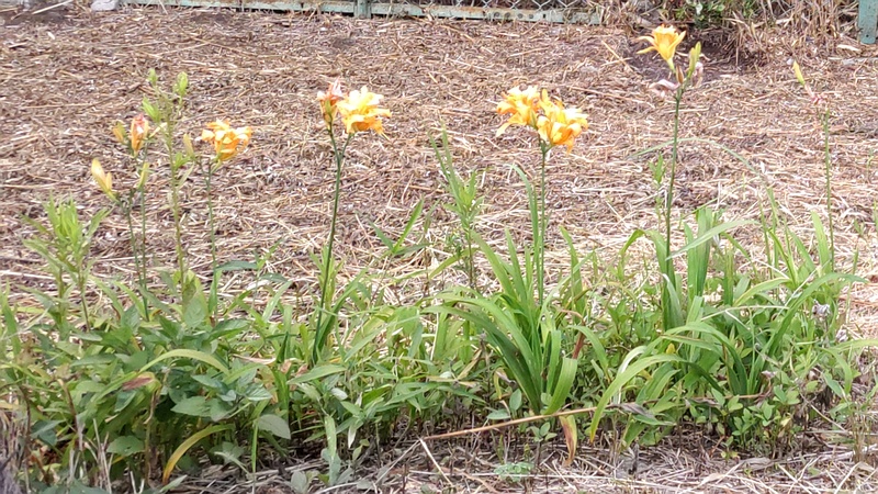 ワスレグサ 横浜市旭区南希望が丘