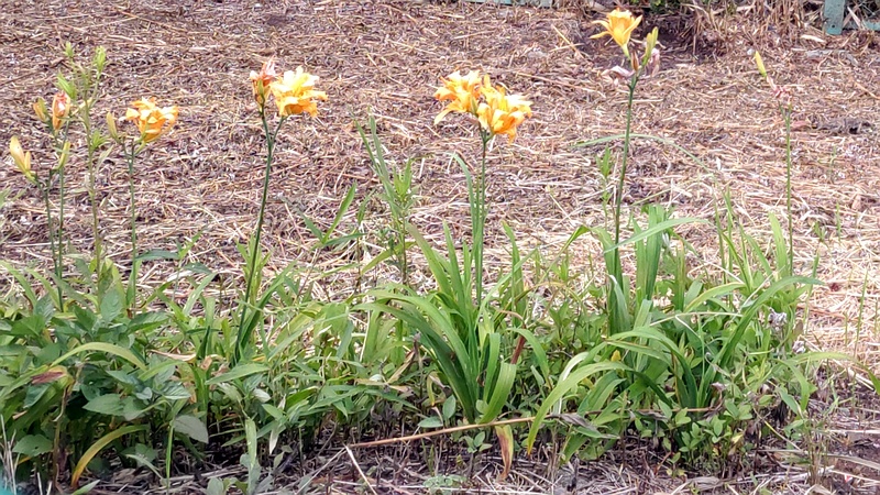 ワスレグサ 横浜市旭区南希望が丘