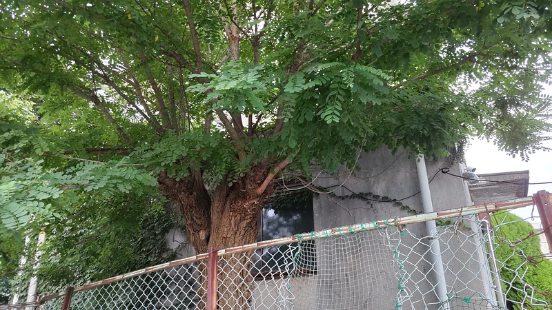 ニセアカシア 横浜市旭区南希望が丘