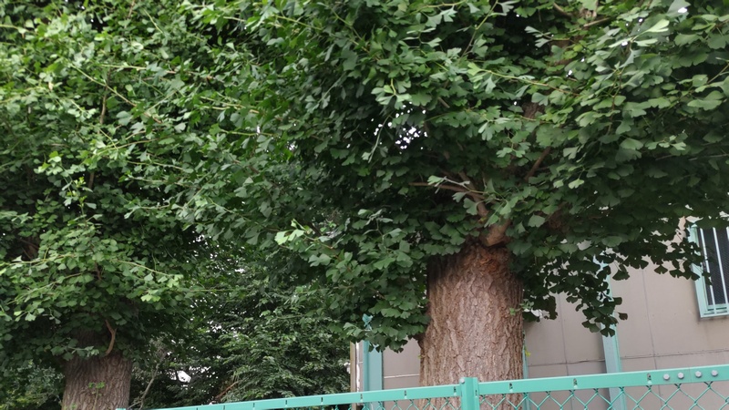 イチョウ 横浜市旭区南希望が丘