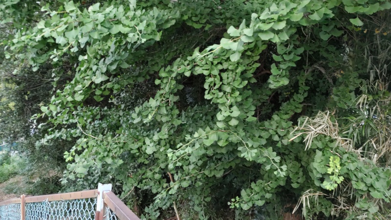 イチョウ 横浜市旭区南希望が丘