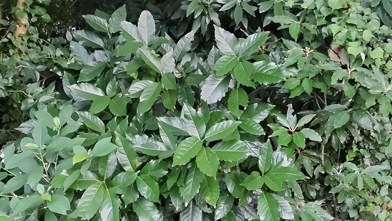 アオキ 横浜市旭区南希望が丘