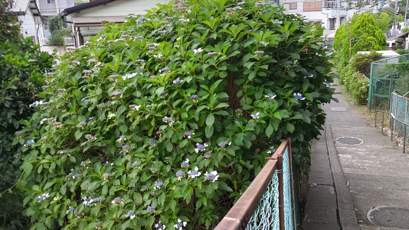 ガクアジサイの木 横浜市旭区南希望が丘