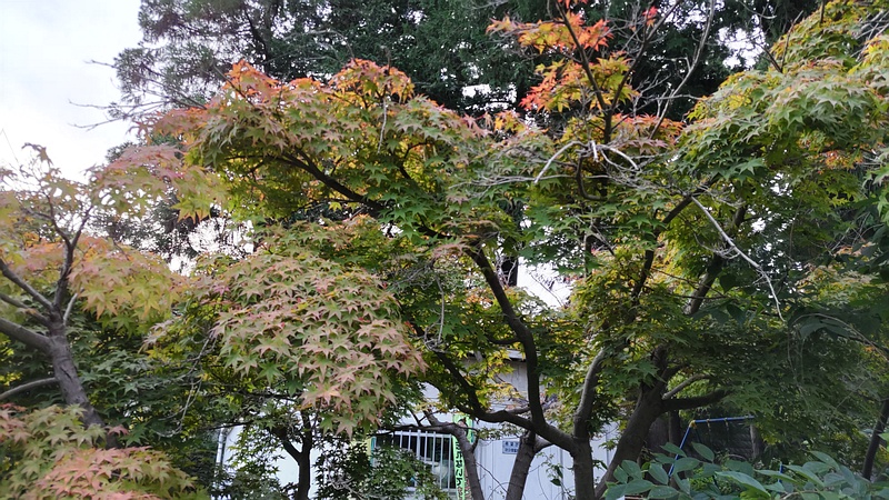 ノムラモミジ 横浜市旭区希望が丘ふれあいの森公園