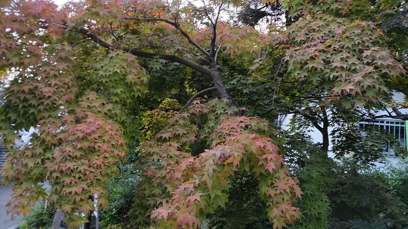 ノムラモミジ 横浜市旭区希望が丘ふれあいの森公園