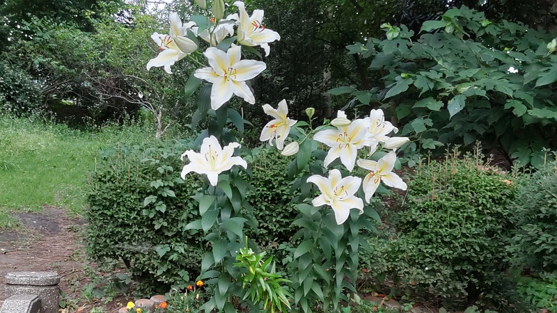 ヤマユリ 横浜市旭区希望が丘ふれあいの森公園