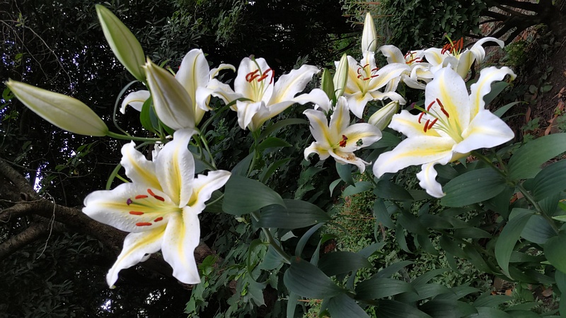 ヤマユリ 横浜市旭区希望が丘ふれあいの森公園