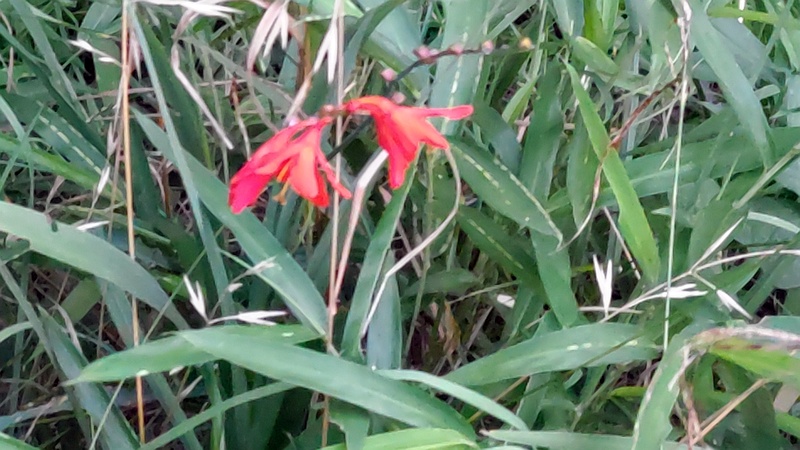 ヒメオウギスイセン 横浜市旭区希望が丘ふれあいの森公園