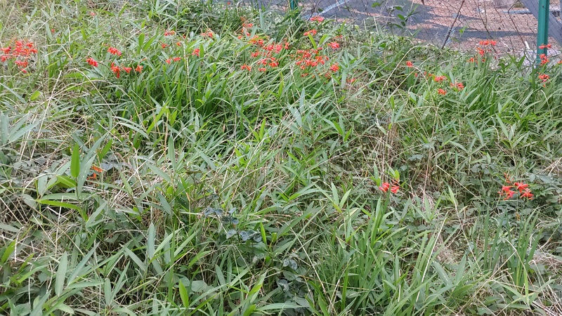 ヒメオウギスイセン 横浜市旭区希望が丘ふれあいの森公園