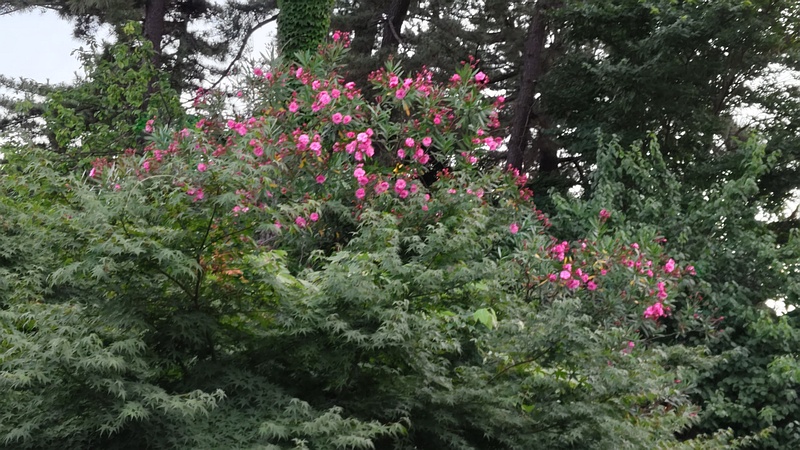 キョウチクトウ 横浜市旭区希望が丘ふれあいの森公園