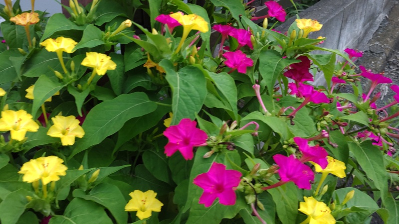 オシロイバナ 横浜市旭区中希望が丘