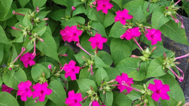 オシロイバナ 横浜市旭区中希望が丘