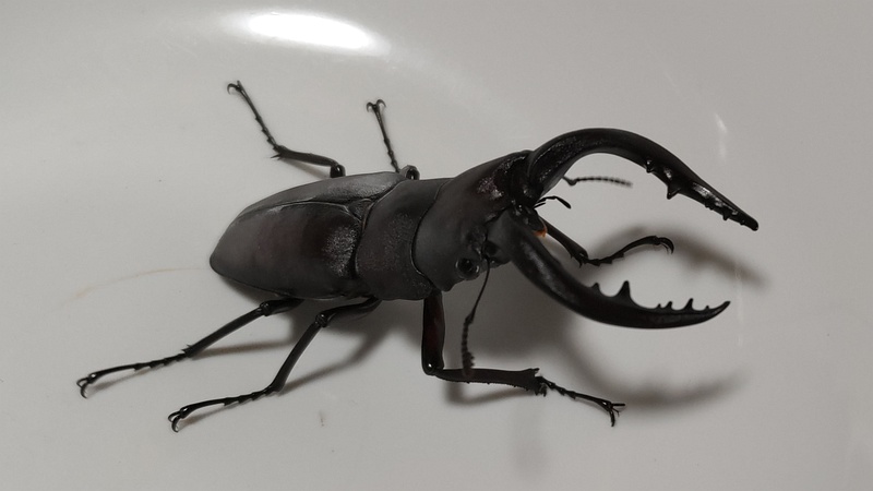 ノコギリクワガタ 横浜市旭区中希望が丘