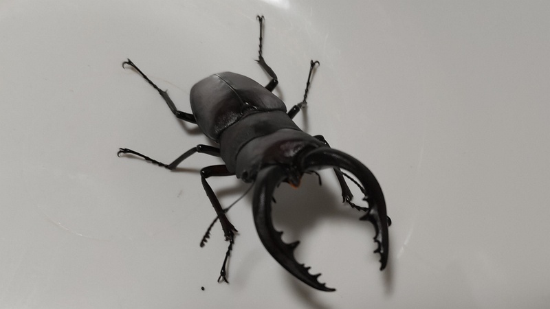 ノコギリクワガタ 横浜市旭区中希望が丘