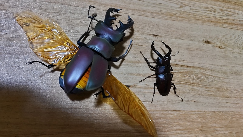 ノコギリクワガタ 横浜市旭区中希望が丘