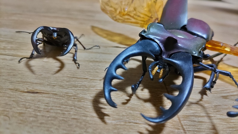 ノコギリクワガタ 横浜市旭区中希望が丘