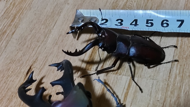 ノコギリクワガタ 横浜市旭区中希望が丘