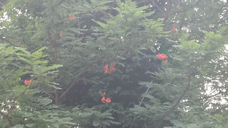 アメリカノウゼンカズラ 横浜市旭区南希望が丘