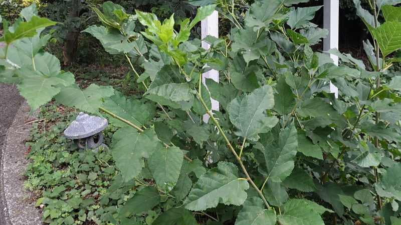 クワ 横浜市旭区希望が丘ふれあいの森公園