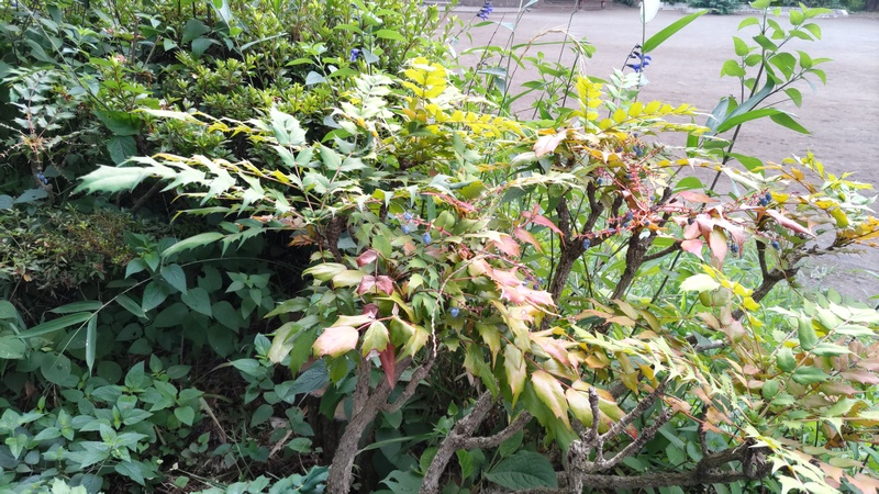 ヒイラギナンテン 横浜市旭区希望が丘ふれあいの森公園