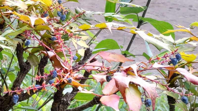 ヒイラギナンテンの果実 横浜市旭区希望が丘ふれあいの森公園