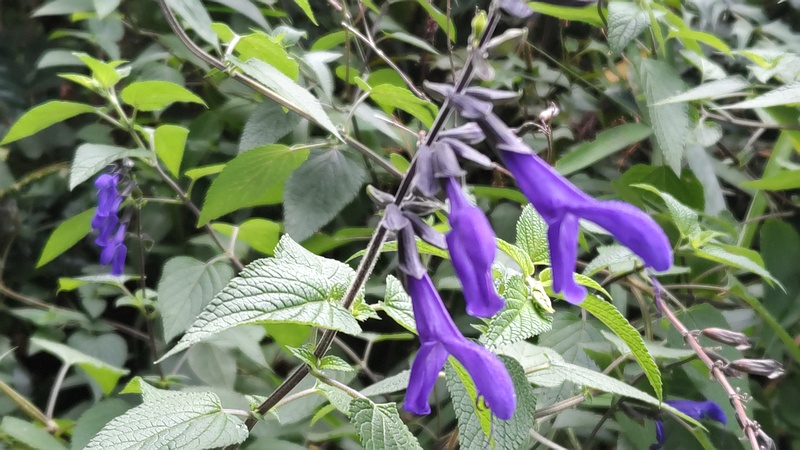 サルビア・ガラニチカ 横浜市旭区希望が丘ふれあいの森公園