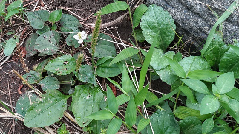 オオバコとドクダミの花 横浜市旭区希望が丘ふれあいの森公園