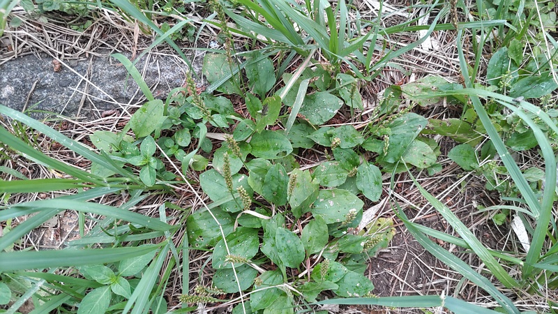 オオバコ 横浜市旭区希望が丘ふれあいの森公園