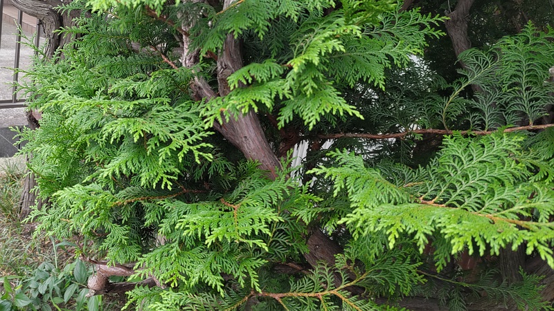 ニオイヒバ 横浜市旭区中希望が丘