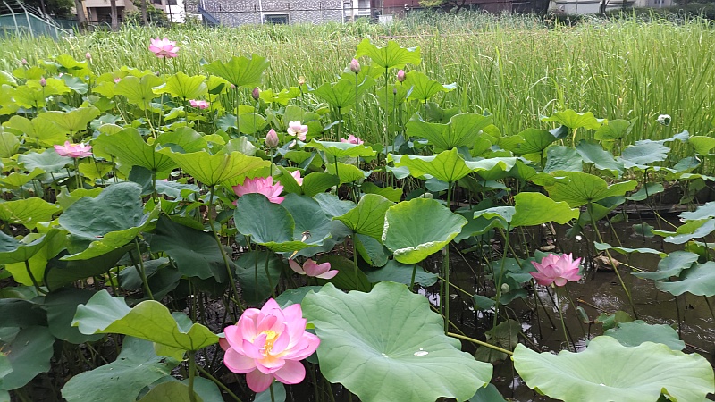 蓮池 東京都大田区平和の森公園